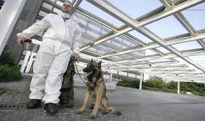 Here are a few most common cancers found in dogs. Hero Dogs In Training To Sniff Out Coronavirus Even In Those Showing No Symptoms Uk News Express Co Uk