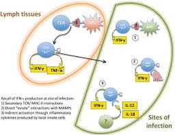 Salmonella infection (salmonellosis) is a common bacterial disease that affects the intestinal tract. Development Of Protective Immunity To Salmonella A Mucosal Pathogen With A Systemic Agenda Mucosal Immunology