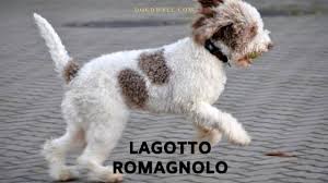Maybe you would like to learn more about one of these? Lagotto Romagnolo Dog Profile Care Temperament Dog Dwell