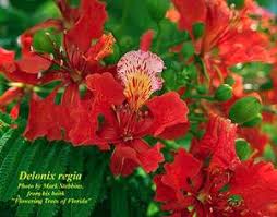 Image result for Delonix