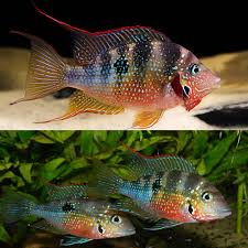 Image result for Smithia elliotii