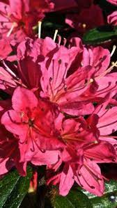 Azalea Stewartstonian Red Azaleas Shrubs For Sale Online Uk Azaleas Azalea Shrub Shrubs For Sale