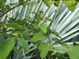 Image result for Triumfetta digitata