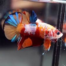 Live Betta Fish Fancy Nemo Koi Multi Color Galaxy Halfmoon Plakat Male 104
