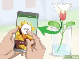 To increase the chances for these apps to identify a plant correctly, you should always take multiple photos from several angles and shots of various parts of the plant you want to identify (leaves. 3 Ways To Identify Flowers Wikihow