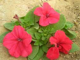 Petunia Flower Hindi Name Best Flower Wallpaper