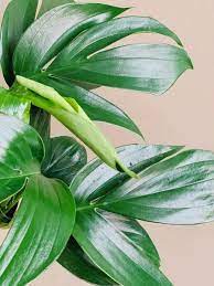 Pin On Indoor Plant