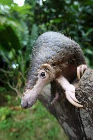 Pin By Didi Diana On Animalia Animals Beautiful Unusual Animals Endangered Animals