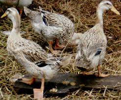 (biasanya peserta akan bingung dan terdiam di sini, kebanyakan dari mereka bahkan minta agar permainan diulang). Gambar Itik Ada Berapa