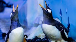 Feeding, habitat, distribution, reproduction, anatomy and more. Penguins Same Sex Couples Formed At London Aquarium Bbc News
