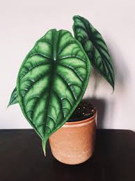 Pin On Unusual Plants