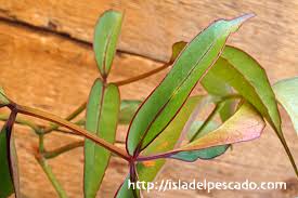 Image result for Cyphostemma mildbraedii