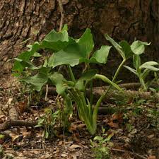 Image result for Stylochaeton