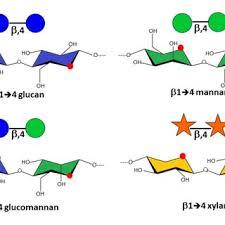 Plant cell wall research at the ccrc is carried out by six independently funded groups. Pdf The Plant Cell Walls 2016 Www Glycopedia Eu