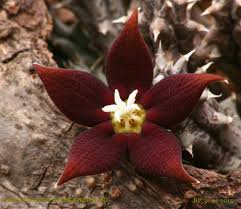 Image result for Piaranthus atrosanguineus