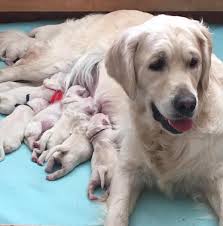 Check spelling or type a new query. Southern Utah Goldens