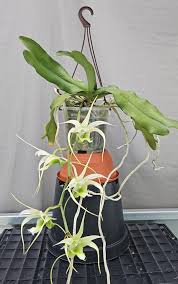 Image result for Habenaria disparilis