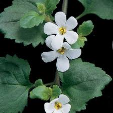 Image result for Bacopa floribunda