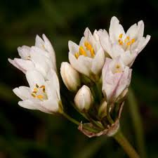 Image result for Nothoscordum borbonicum