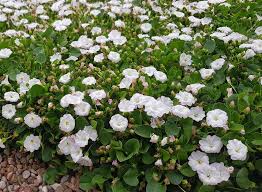 Image result for Falkia