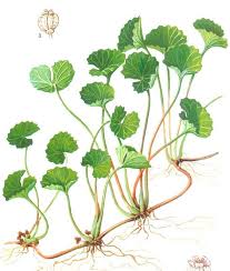 Image result for Gotu kola