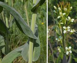 Image result for Turritis glabra