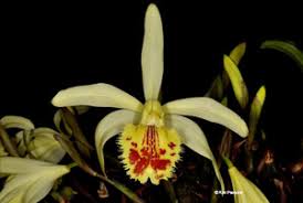 Pleione x confusa is a natural hybrid of p. Pleione Species