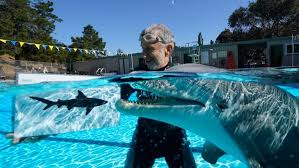 Contact your dolphin swim tour operator of choice for more information on what you can expect! These Hyper Realistic Robot Dolphins Could Replace Live Animals At Aquariums Cbc Radio