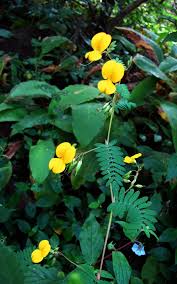 Image result for Smithia