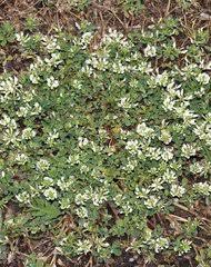 Image result for Aeschynomene stolzii