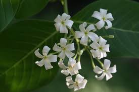 Image result for Holarrhena pubescens