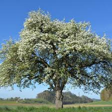 Honeycrisp Apple Tree