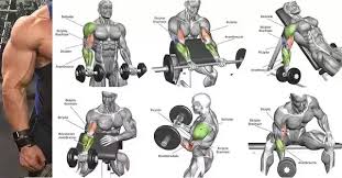 What Are Some Good Exercises To Sculpt Biceps Quora