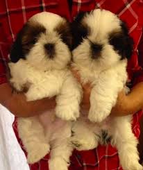 Good Breeder Fantasy Shih Tzu Shih Tzu Puppy Shih Tzu I Love Dogs