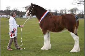 Clydesdale Horse Height What Is The Number