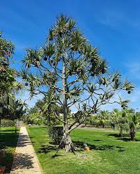 Image result for Pandanus chiliocarpus
