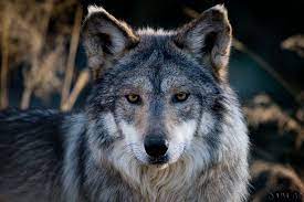 Check spelling or type a new query. Grey Wolf With Blue Eyes Cinder Dark Grey She Wolf She Has Sharp Green Eyes And Is Not Very Wolf With Blue Eyes Wolf Photos Mexican Wolf