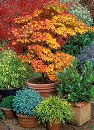 Check spelling or type a new query. Growing Japanese Maples In Containers Cozy Little House