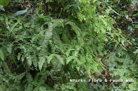 Image result for Sticherus