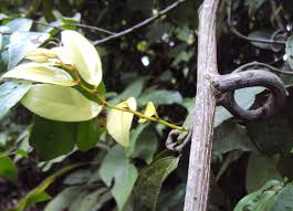 Image result for Ventilago