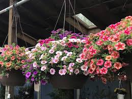 Our floral experts translate your objectives in ordering flowers into unique, custom arrangements. Garden Center Arlington Va Landscaping Company