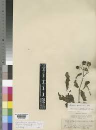 Image result for Cyphostemma quinatum