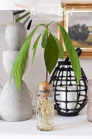 The seed should sprout in two to six weeks. Growing An Avocado Plant From Seed Delineate Your Dwelling