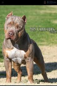 With each month of age the puppy should be able to. Bully For Sale California Page 30
