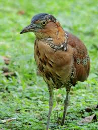 Pin By Ferda On Birds Planet Animals Birds Bird