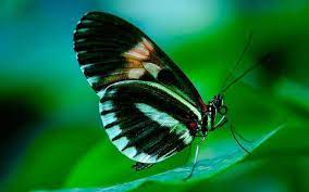 Pin En Mariposas Bonitas