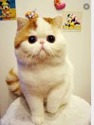 Snoopy Cat L Looks Like A Soft Toy But Is Actually Real Sooooo Cute Katten En Kittens Grappige Katten Schattigste Honden