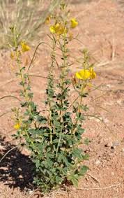 Image result for Cleome maculata