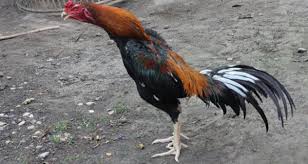 Berikut ini 16 gambar inspirasi desain kandang ayam bangkok yang bisa kamu coba bikin di halaman rumah: Tergiur Gambar Ayam Bangkok Transfer Rp 1 5 Juta Apes Deh Pns Ini Jpnn Com