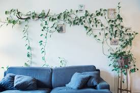 Ellika Henrikson Photography Living Wall Indoor Wall Planters Indoor Wall Climbing Plants